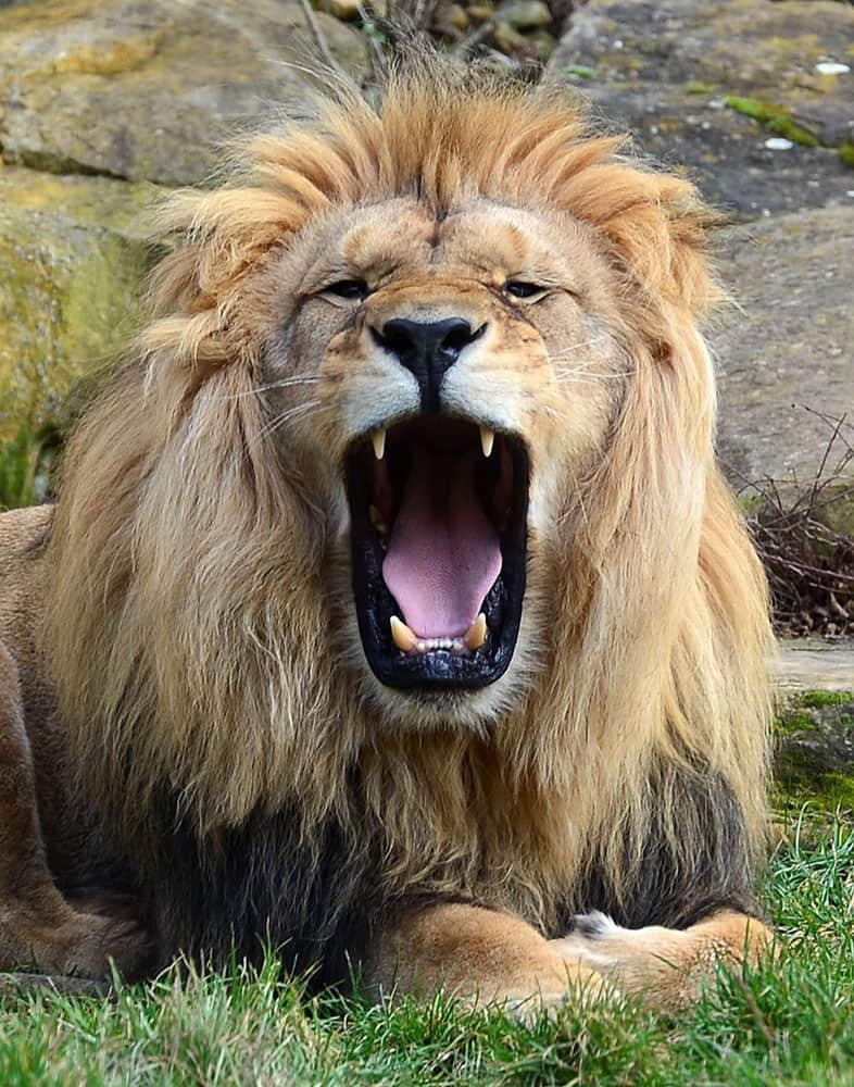 Barbary lion Joco yawns during an animal inventory at the Thuringian Zoo Park in Erfurt, Germany.