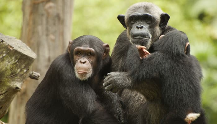 What influences grooming habits of wild chimpanzees?