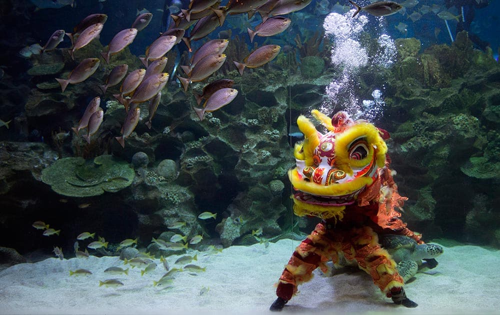 Chinese lion dancer perform during the Chinese Lunar New Year at Aquaria KLCC underwater park in Kuala Lumpur, Malaysia.