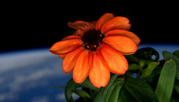 Say hello to flowering Zinnias on space station this Valentine&#039;s