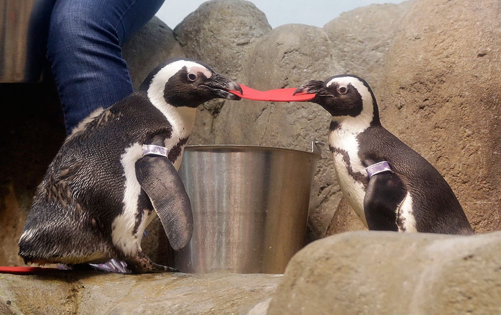 Two African penguins fight over a heart shaped valentine handed out by biologist II Amy Walters at the California Academy of Sciences in San Francisco.