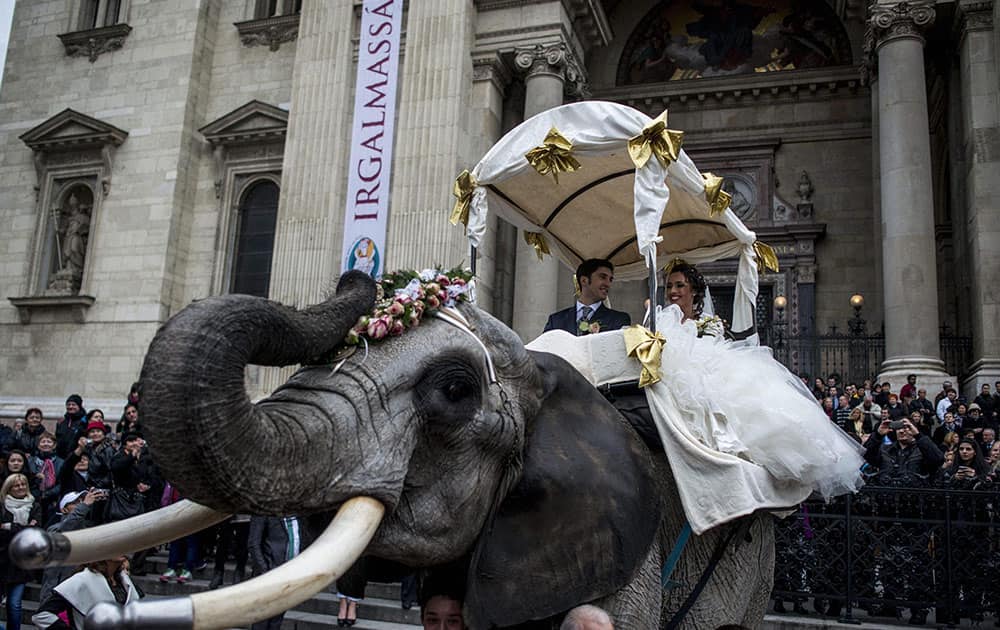 Newly married couple, German acrobat Merrylu Cassely, right, and Director of the Hungarian National Circus Jozsef Richter Jr ride the elephant named Mambo after their wedding ceremony held on the Valentine’s Day in front of St. Stephen Basilica in downtown Budapest, Hungary.