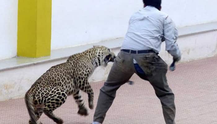 Leopard, captured from Bengaluru school, escapes from zoo