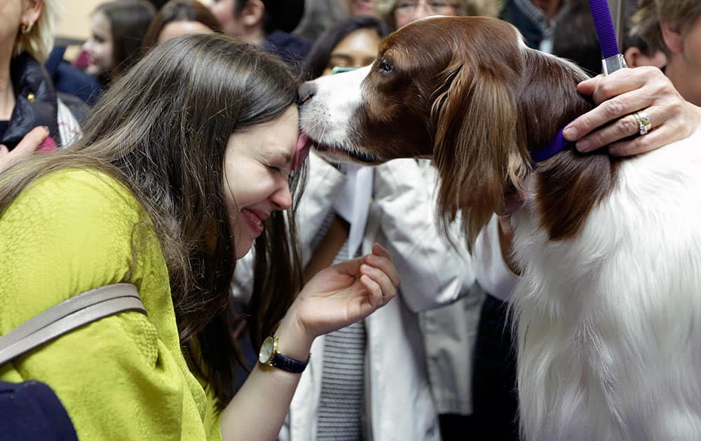 Santana, an Irish red and white setter, gives Nora Stephens a lick backstage before the last night of competition at the 140th Westminster Kennel Club dog show at Madison Square Garden in New York.