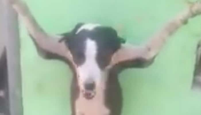 Watch: Shocking video of a &#039;crucified&#039; dog being pelted with shoes, cigarettes