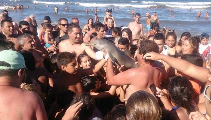 Shocking! Baby dolphin dies after tourists pull it out of ocean for selfies - Watch