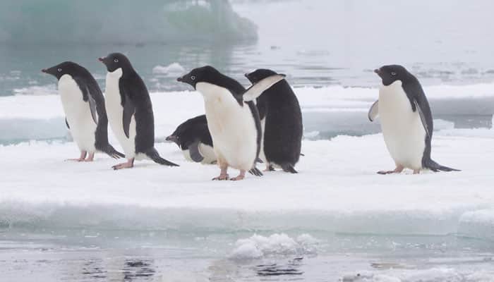 Antarctica penguins unable to return home due to iceberg grounding