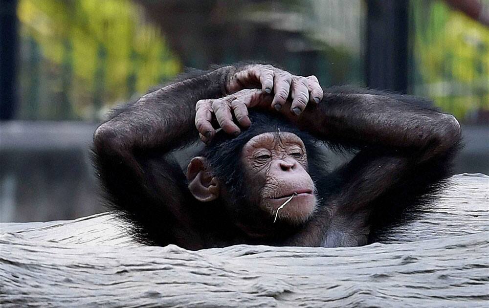 A chimpanzee in its enclosure at Alipore Zoological Garden in Kolkata.