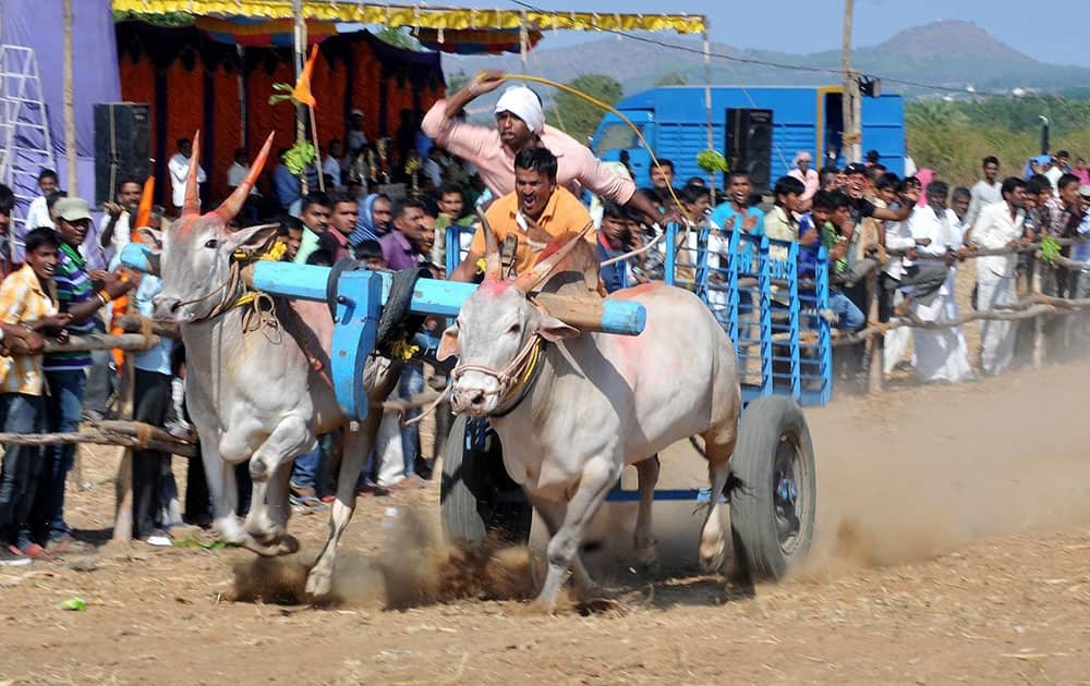 Villagers take part in bullock cart race at gowdanahalli near Chikmagalur in Karnataka.