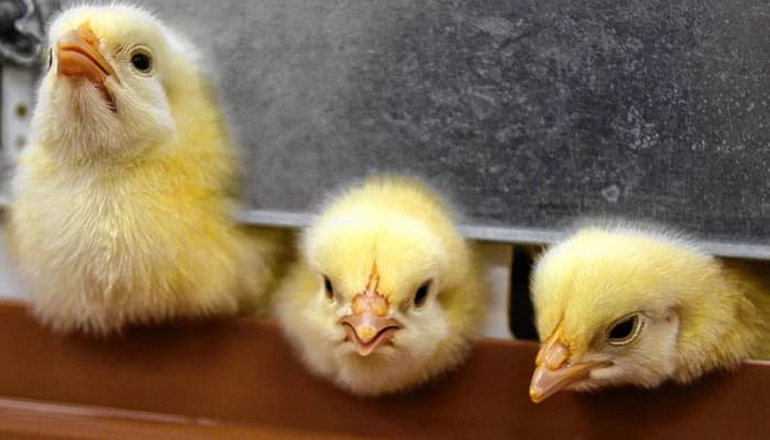 Meat industry doesn&#039;t want you to see this video – The &#039;life&#039; of baby chicks