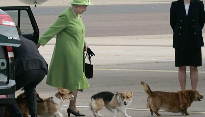 Really! Queen&#039;s dogs served steak on silver platters, receive meals in order of seniority