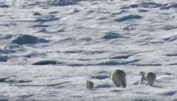 Rarely seen cannibalism! Polar bear chases and kills cub - Watch