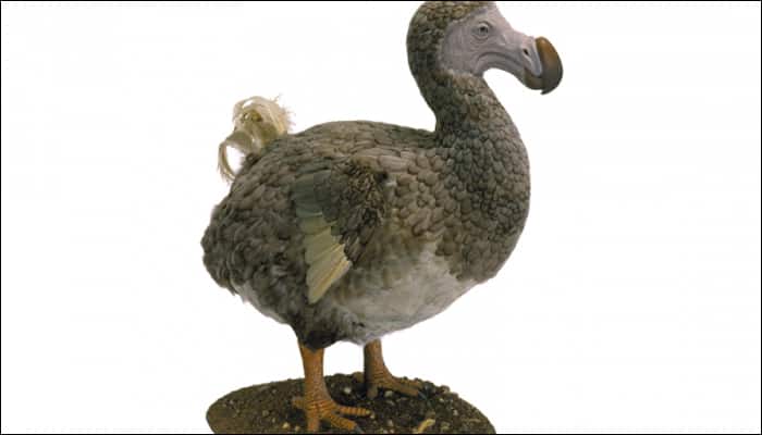 Dodo birds were actually intelligent, new research reveals