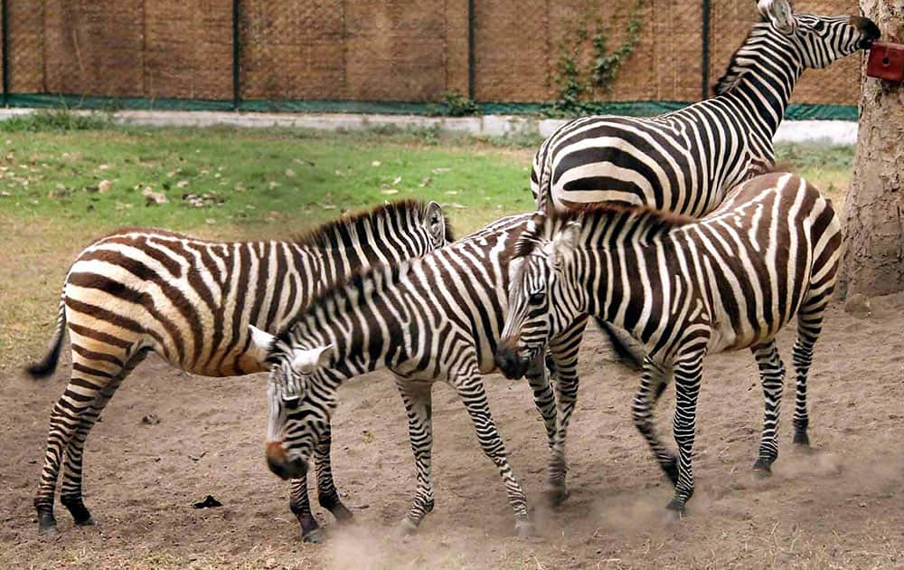 Zebras, brought from Israel, are seen at their enclosure at Tata Steel Zoological Park in Jamshedpur.