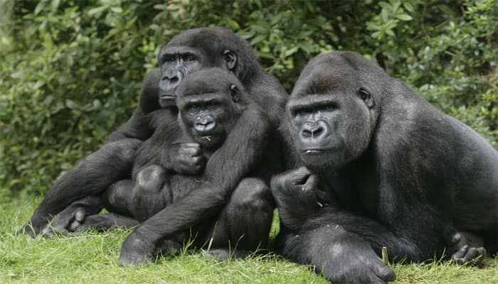 Adult male gorillas &#039;sing&#039; and &#039;hum&#039; during supper