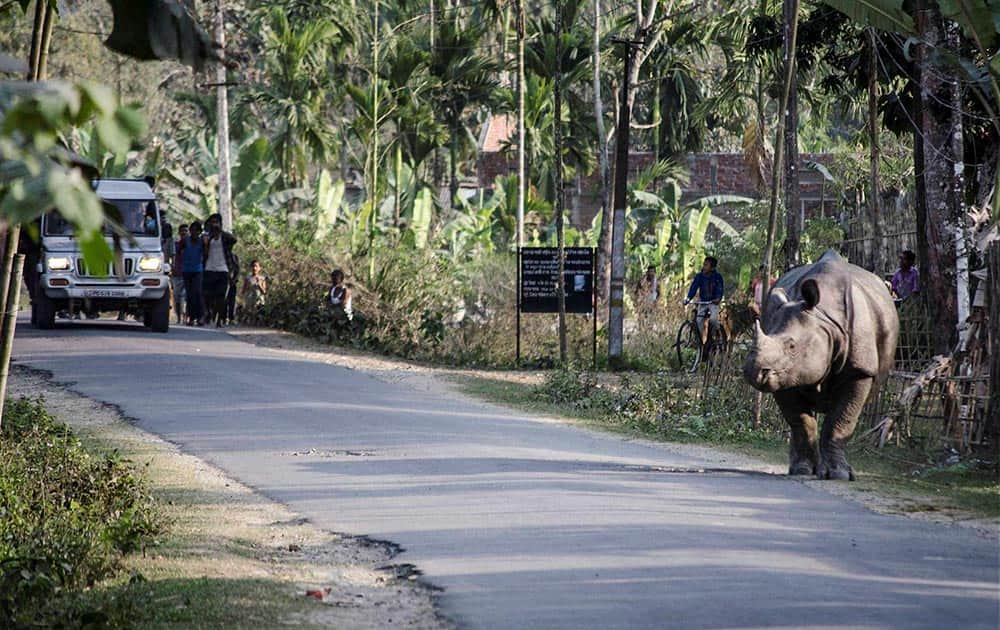 A one-horned rhinoceros runs in search of food through a village at Bokakhat near Kaziranga national park in Assam, as villagers tries to drive it back to the sanctuary.