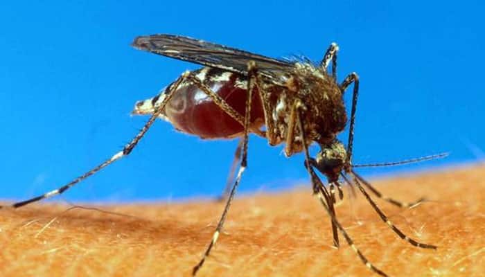 Yellow fever death toll rises to 125 in Angola
