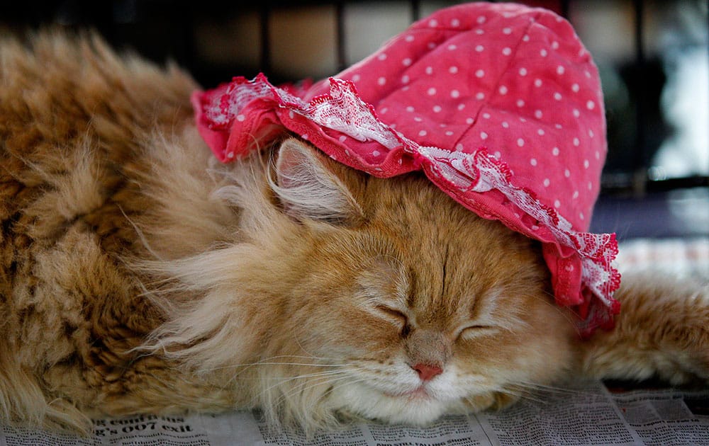 A persian cat naps inside a cage at the Bangalore Pet Show in Bangalore, India.