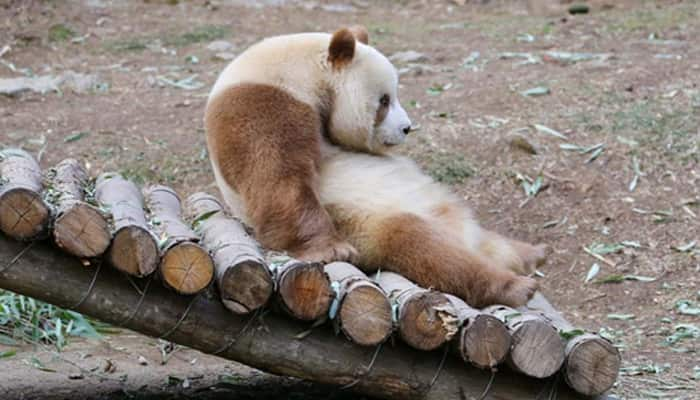 World’s only brown panda survives minus 30 degree Celcius in China!