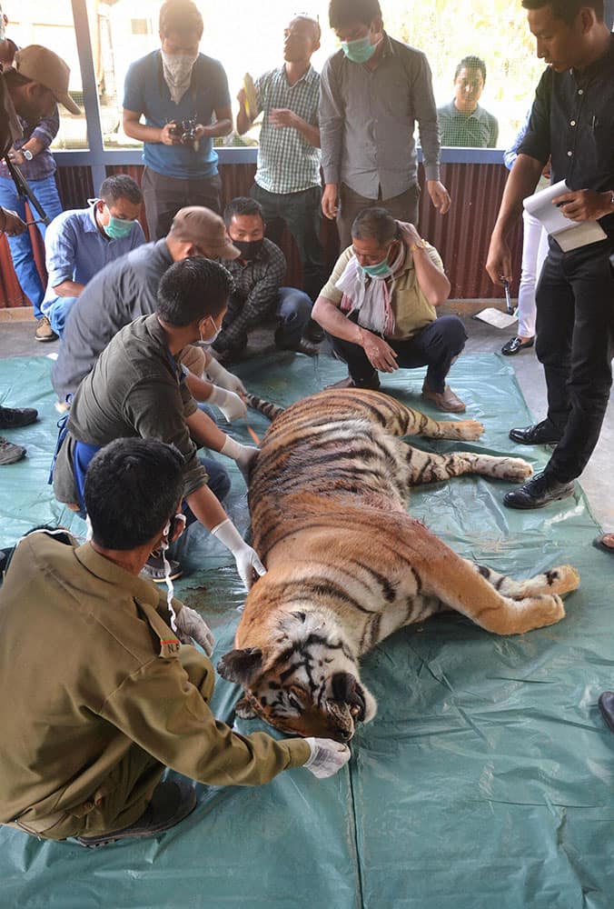 Veterinary officials conduct the post-mortem of a tigress which was killed by villagers at Medzhiphema village, at the Nagaland Forest office in Dimapur.