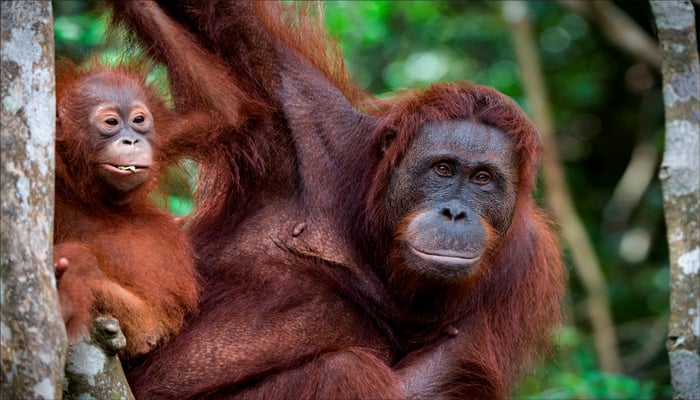 Watch: Orangutan giving birth captured on film for the first time ...