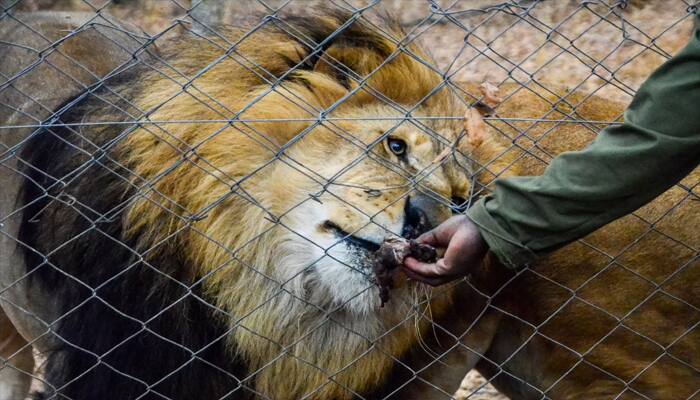 Zoo animals starve in Yemen city shattered by war