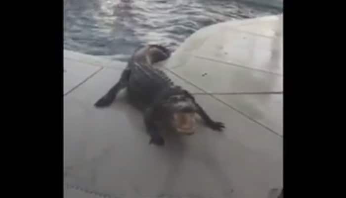 What happened when a Florida family found 9-foot, 300-pound alligator in family&#039;s pool – Video