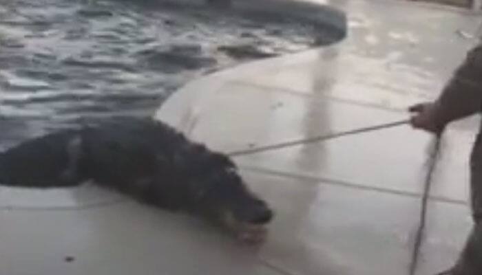Video: Nine-foot long alligator found swimming in Florida family&#039;s swimming pool