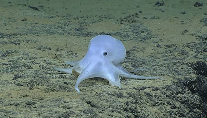 Casper – The friendly ‘ghost-like’ octopod found near Hawaii!