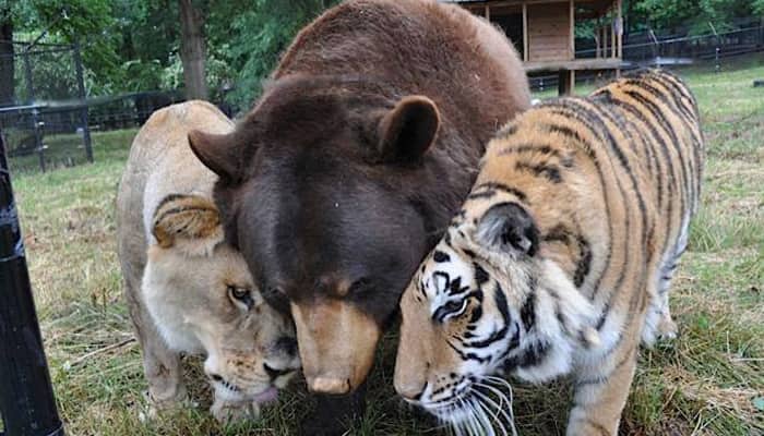 Rare video: Have you ever seen Bengal tiger, American bear and African lion playing together? - Watch!