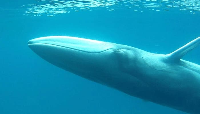 Watch: Footage of rare Omura&#039;s whales off Madagascar!