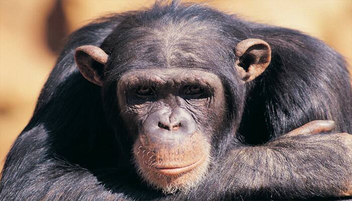 Do chimps believe in God? Mysterious `ritual` captured