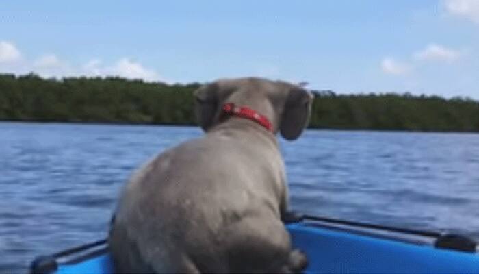 Why did this dog jump into the water? Find out here (Video)