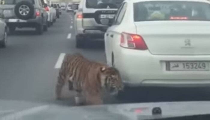 Unbelievable! Tiger spotted dodging busy traffic on Doha road - Video goes viral