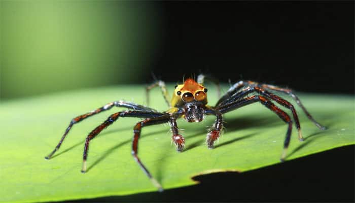 Recently-discovered Australian spider can eat toads, swim