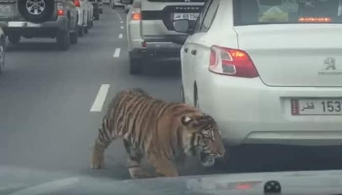 Viral video: Tiger caught in a traffic jam in Doha - Watch
