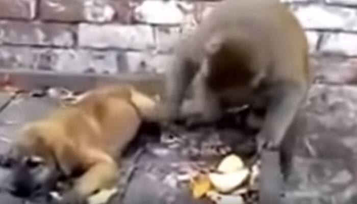 Funny video of monkey annoying a dog - Check it out!
