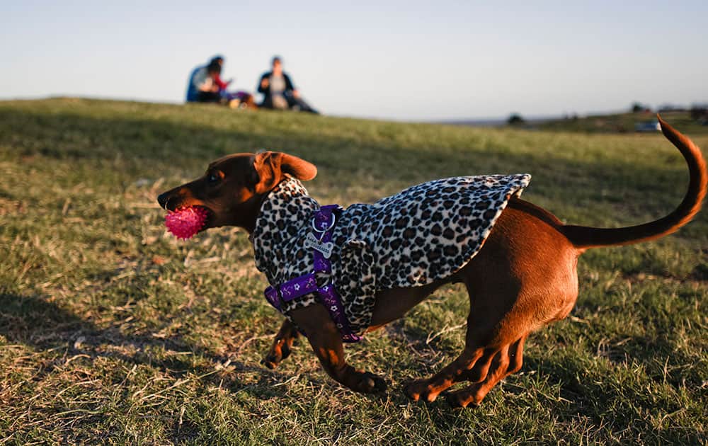 A dachshund dog runs with a ball during the First Encounter of 