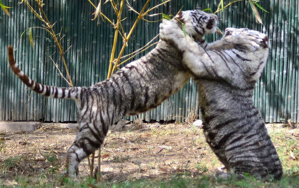 Tigers in a playful mood at Delhi Zoo.