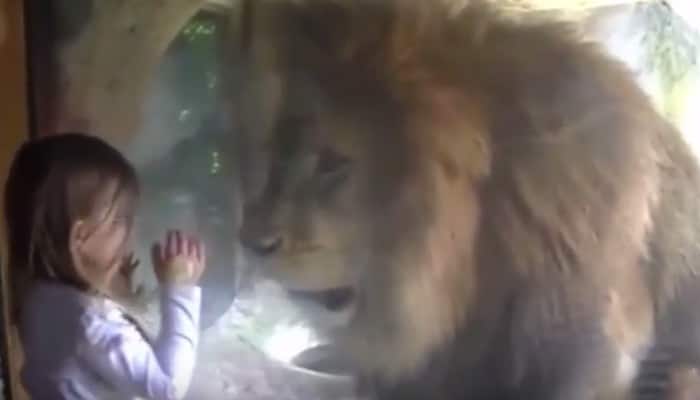 What happens when a little girl blows a kiss to a lion at the zoo - Watch