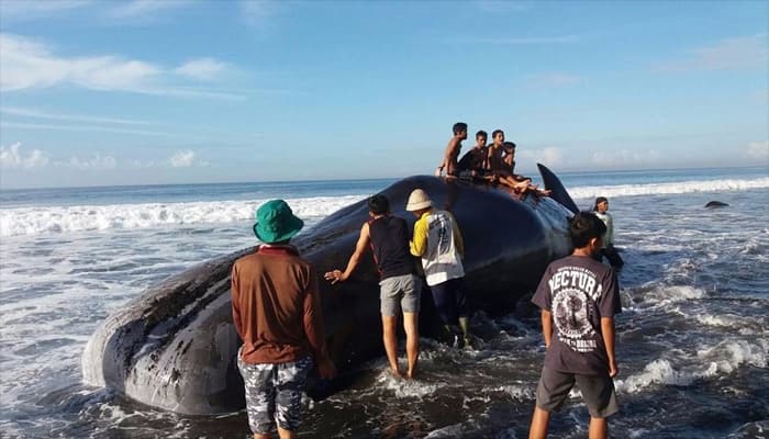 Shocking! Dead whale washes ashore; people click photographs