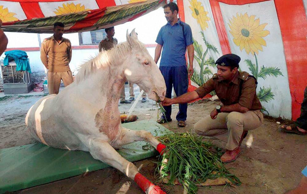 A police man feeds the horse that was injured in a protest at Police Line in Dehradun.