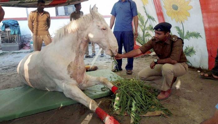 Maneka Gandhi demands BJP MLA&#039;s expulsion for attack on horse