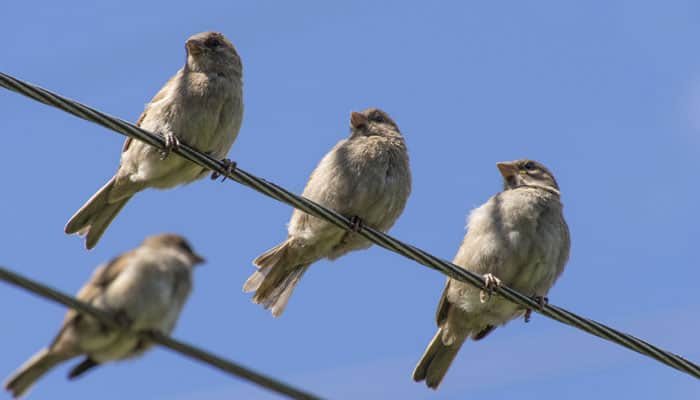 Endangered bird spotted in China