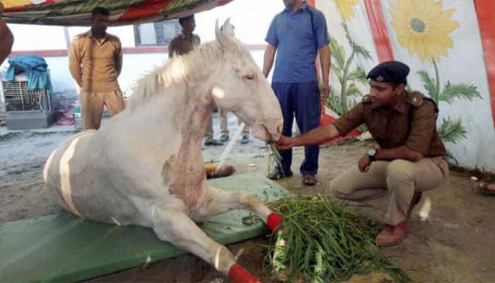Attack on Uttarakhand police horse: BJP worker Pramod Bora arrested
