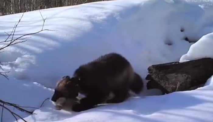 Wild Baby Wolverines Caught On Camera Watch It Here Environment News Zee News