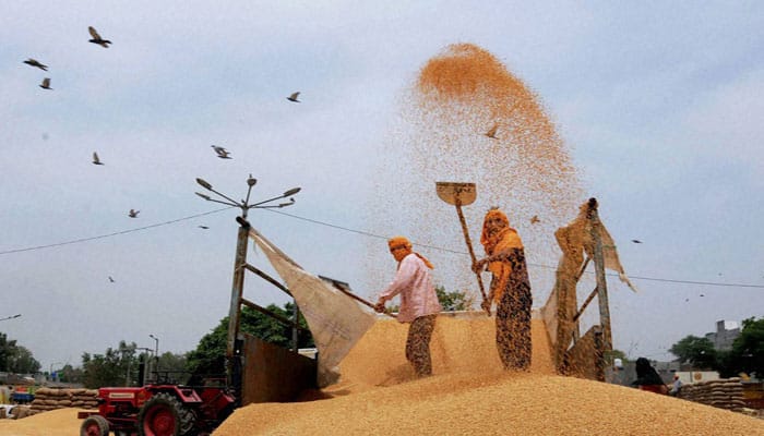 India hopes to harvest at least 93 mln T wheat despite rains - minister