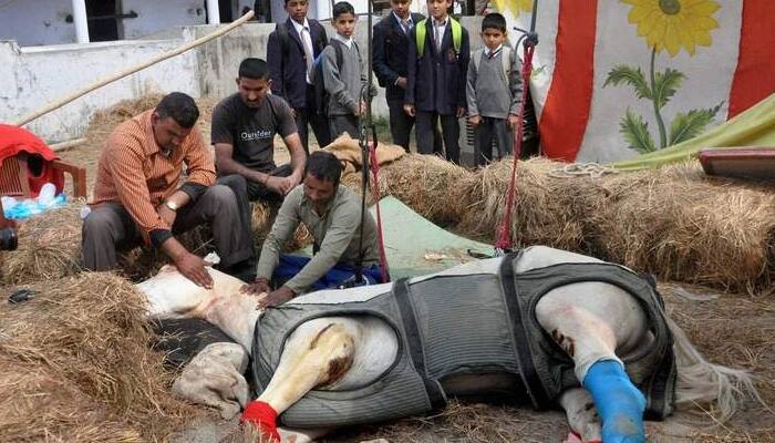 Shaktiman and Charlotte: These 2 photos of police horses from Dehradun, Houston will break you in tears