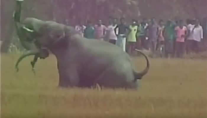 SHOCKING VIDEO: Elephant attacks a man in West Bengal&#039;s Burdwan, throws him like a toy - Watch