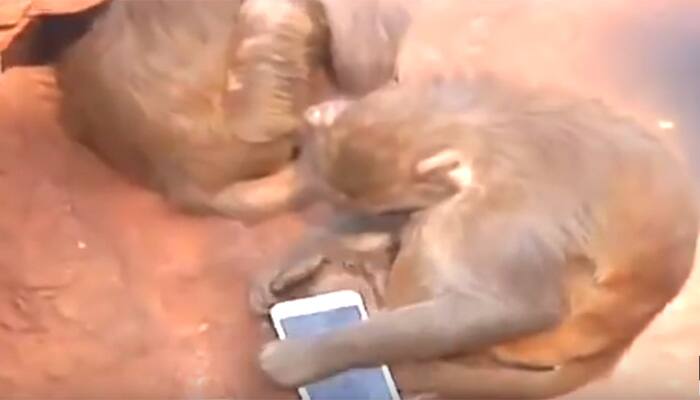 When a monkey has your smartphone, see what happens! - Watch this hilarious video